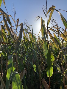 Healing Therapie, Holistisch Therapeut, Loosdrecht en Hilversum plaats foto