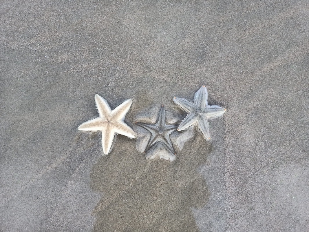 Levensvragen en persoonlijke richting | HealingTherapie Zeesterren als symbool voor richting vinden bij levensvragen