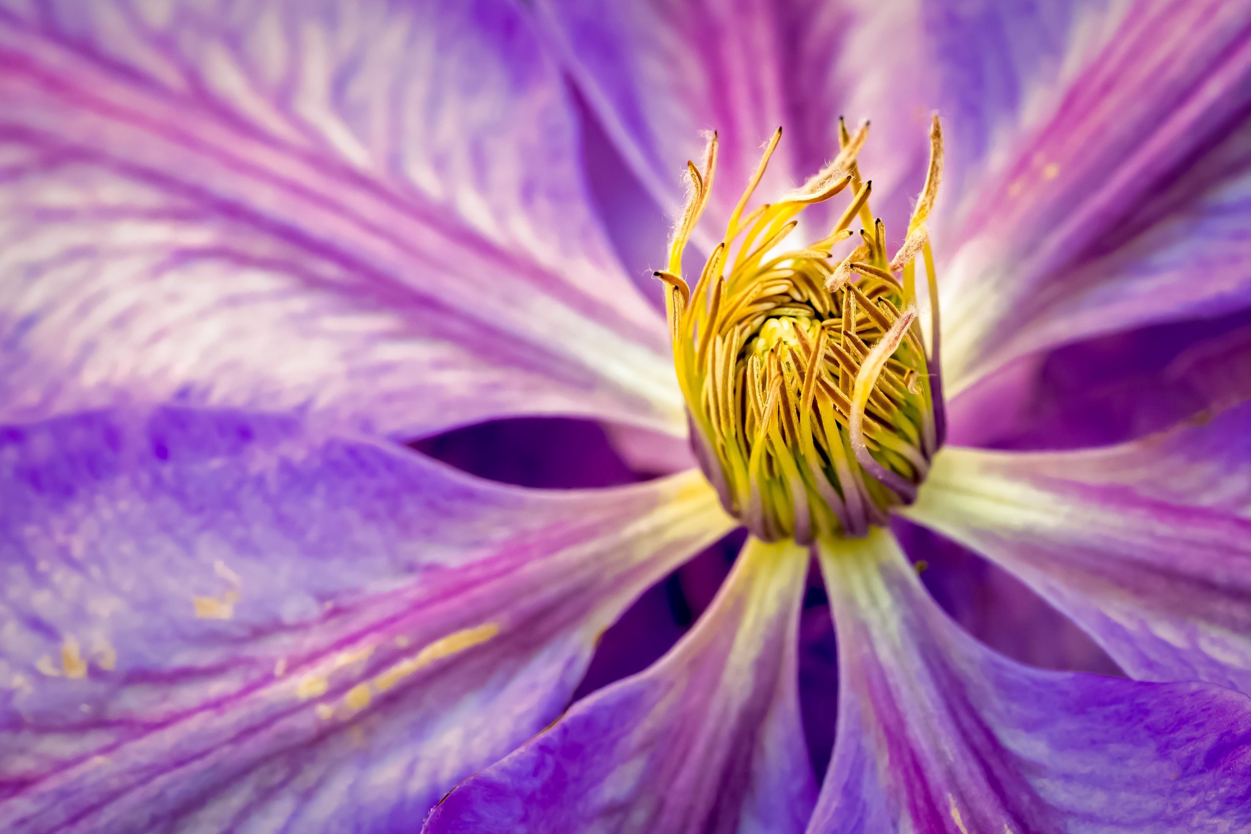 Paarse bloem bij de tarieven van HealingTherapie