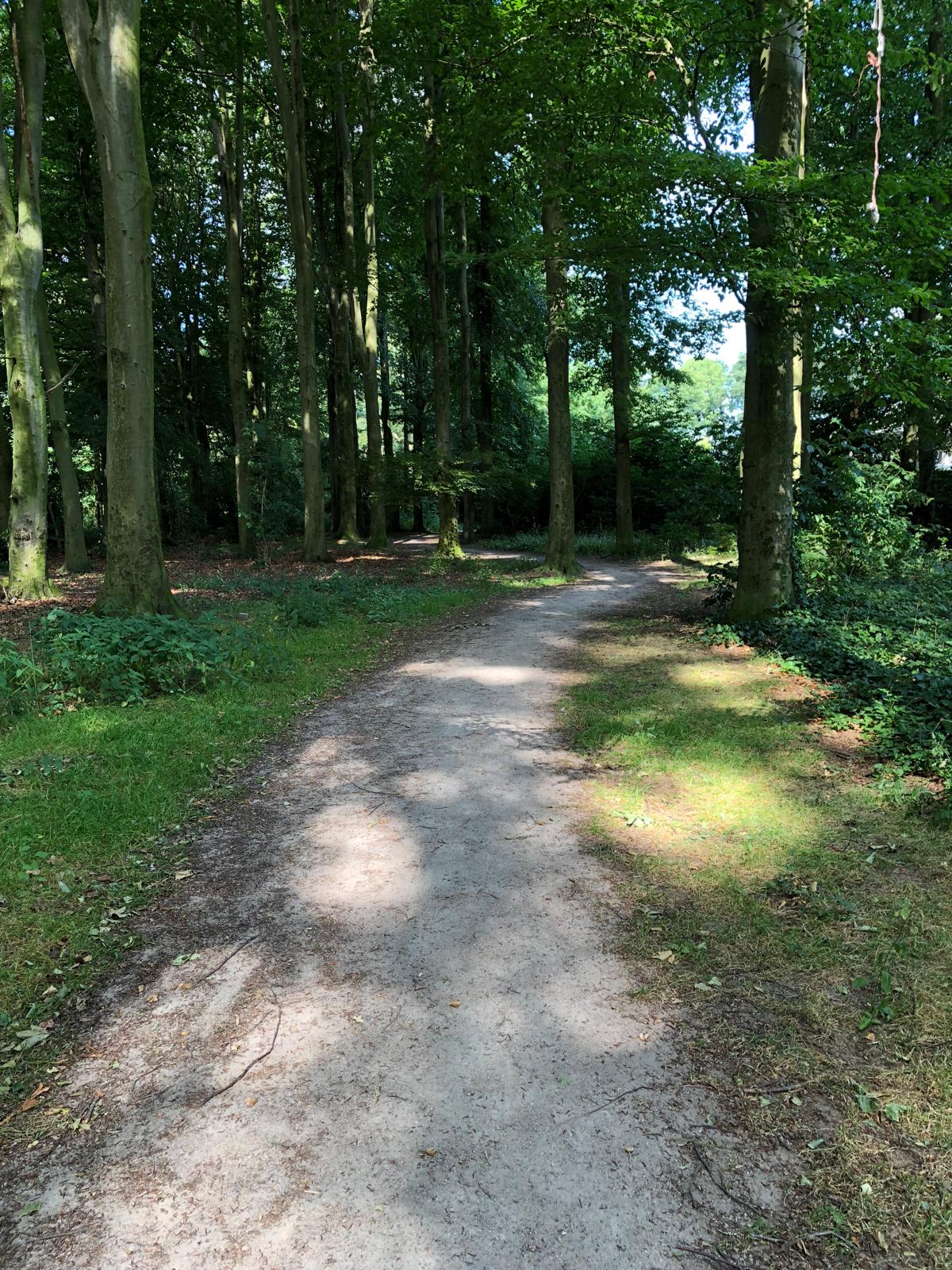 Een bospad tussen groene bomen, met zonlicht op het pad